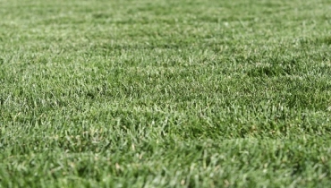 Green grass lawn