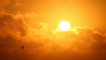 Orange sunset with bird.
