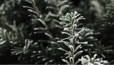 Snow covered pine needles
